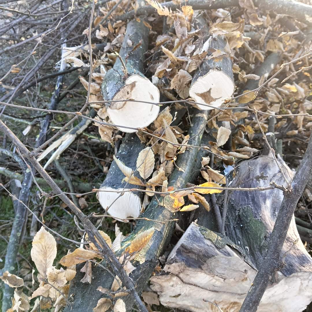 A Nichelino Verranno Abbattuti Altri 700 Alberi Prima Torino