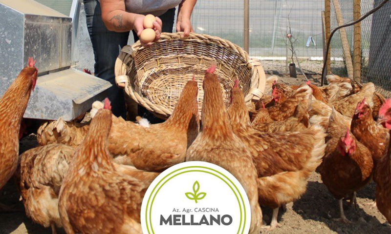 Raid nell’azienda agricola: galline decapitate e attrezzature rubate