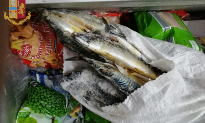 Pesce e verdure in cattivo stato di conservazione: 11 chili di alimenti sequestrati FOTO