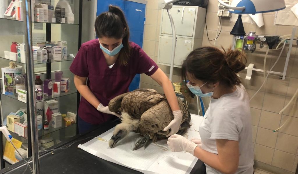 Veterinari torinesi all’opera per salvare un Grifone deperito e disidratato FOTO