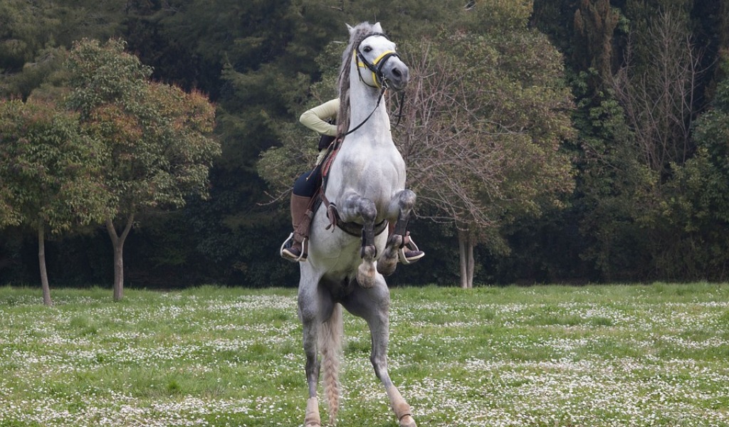 66enne impedì alla figlia di ‘andare a cavallo’: condannato a 4 mesi di carcere