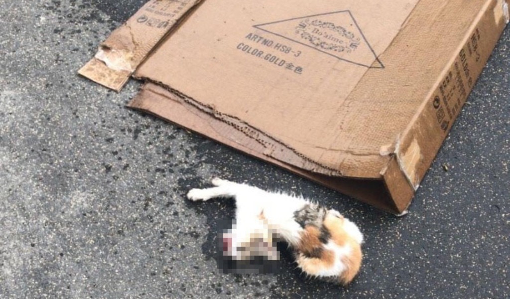 Bimbo di 5 anni lancia una gattina di tre mesi dal balcone, vano il tentativo di salvarla