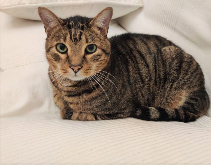 Proteggeva il serial-killer dei gatti, condannata a un mese di reclusione