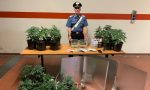 Barattoli di marijuana nascosti nella dispensa: arrestano produttore droga “km0”