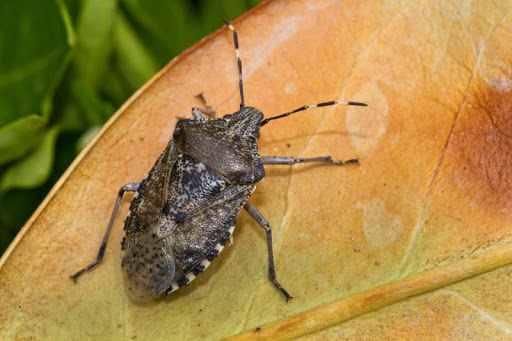 In Piemonte vespe samurai per combattere le cimici