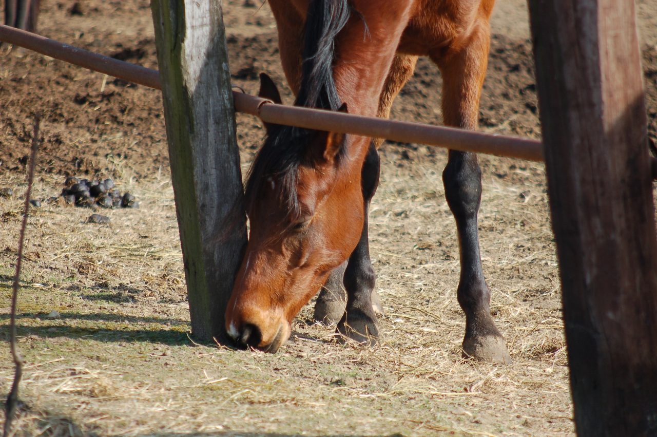 Centro estivo per bimbi abusivo: igiene precaria, alimenti di dubbia provenienza