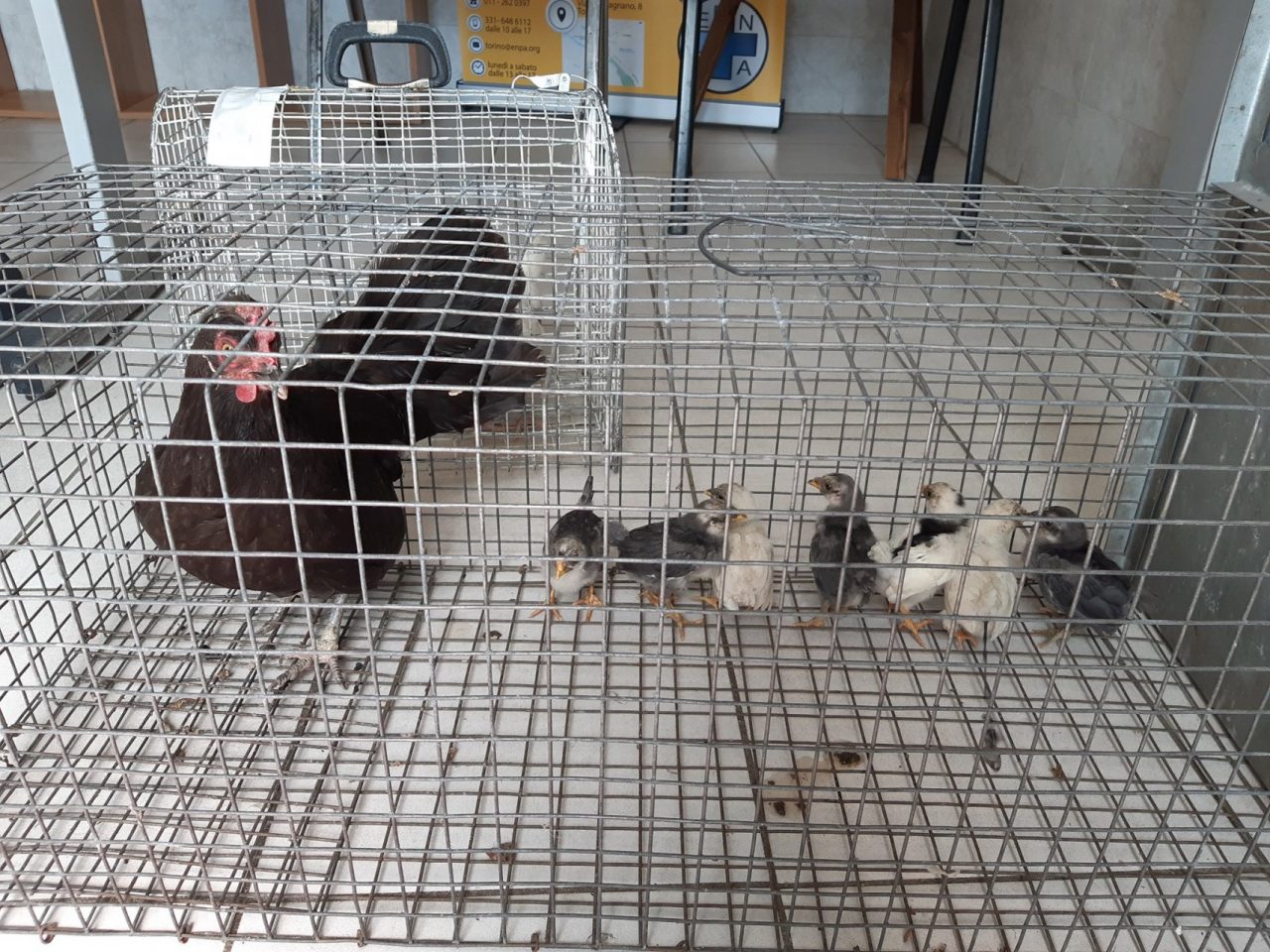 Sgomberato il campo rom…restano in “eredità” cani, gatti, galline e pulcini a vagare fra le macerie