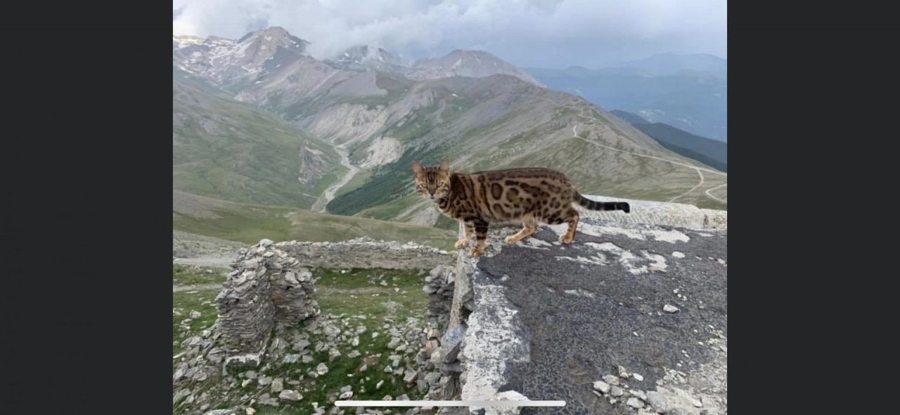 Lo smarrimento di un gatto del Bengala sta diventando un’epopea: 600 euro a chi lo riporta