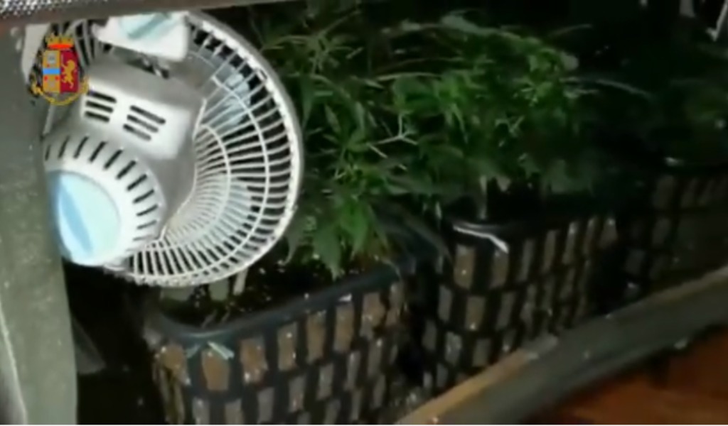 I Carabinieri di Grugliasco trovano tre piante di marijuana in casa di un 50enne