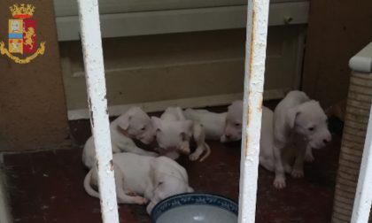 Coppia di cani e cucciolata abbandonati sul balcone senza acqua né cibo: salvati FOTO