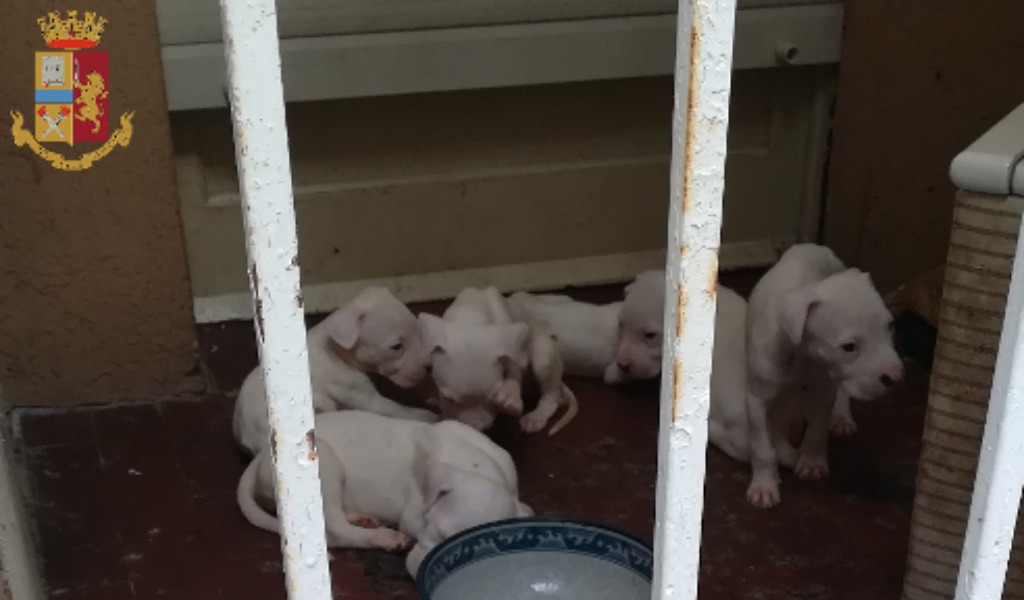 Coppia di cani e cucciolata abbandonati sul balcone senza acqua né cibo: salvati FOTO