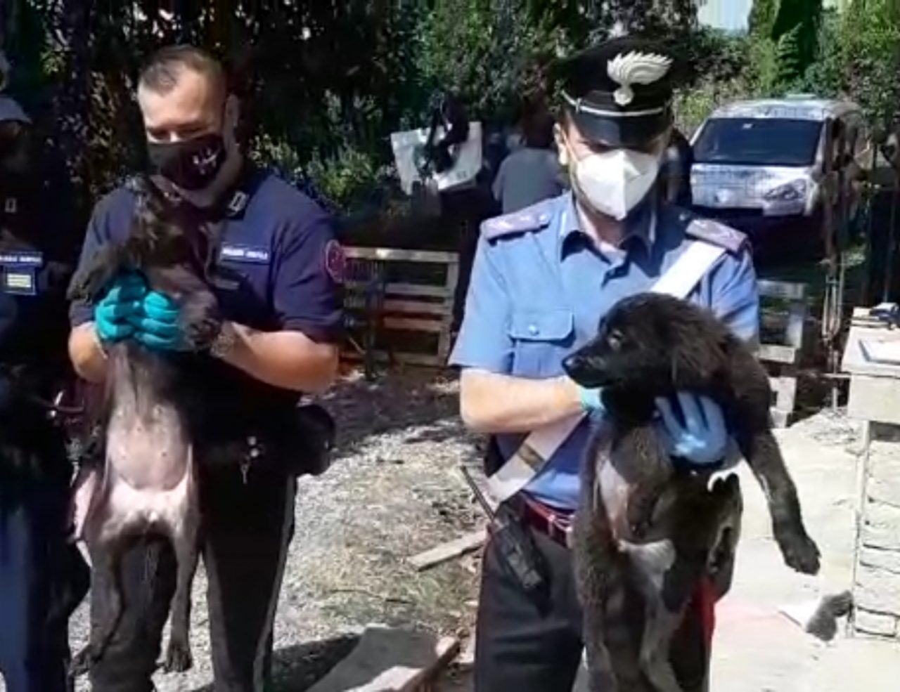 Scoperti sedici cani abbandonati in un canile abusivo FOTO E VIDEO