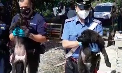 Scoperti sedici cani abbandonati in un canile abusivo FOTO E VIDEO