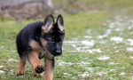 Cucciolo chiuso sul balcone senza acqua né cibo: "Me l'ha affidato mia madre, non lo volevo"