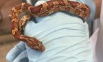 In casa si aggira un serpente del grano: arrivano i Vigili del Fuoco