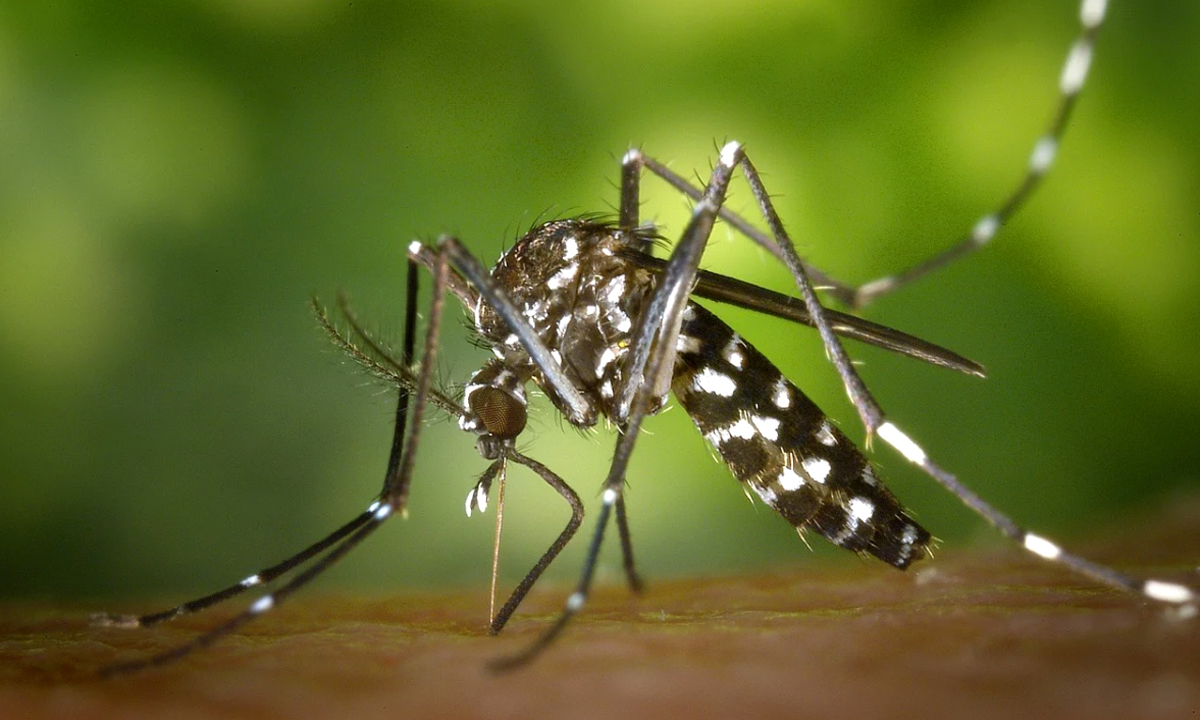 Zanzare e malaria ci proteggono dal Covid