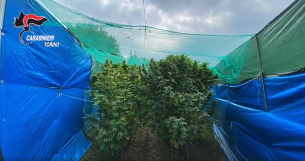 Laboratorio della droga in casa: dalla produzione alla vendita di cannabis VIDEO