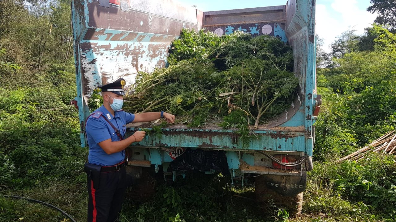 Fattoria alla marijuana sequestrata dai Carabinieri