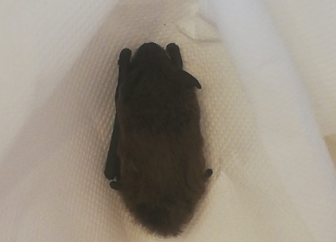 Pipistrello in amore ferito a morte in ascensore