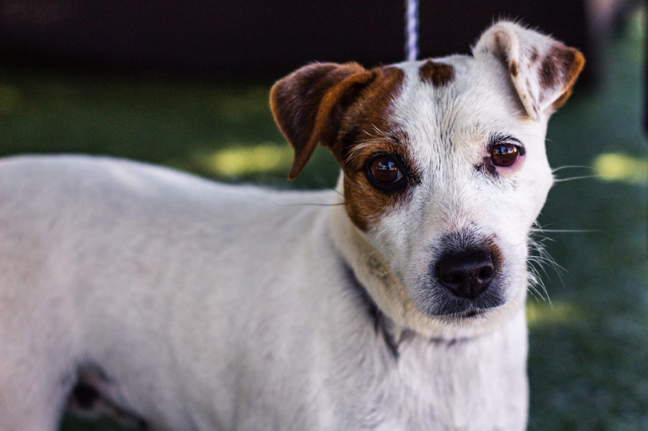 Si porta via il cane per ricattare l’ex, ma il piano naufraga in fretta