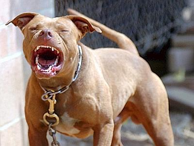 Morsa a una mano da un pitbull non tenuto al guinzaglio