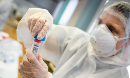 Sviluppato da UniTo il primo test rapido antigenico per captare il virus della PSA
