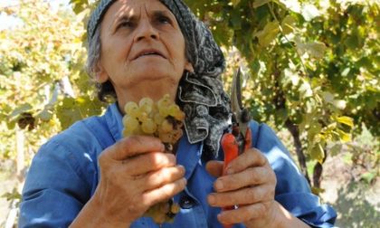 Festa dell’Uva Erbaluce, leggenda e realtà della vitivinicoltura canavesana