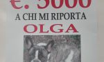 Ricompensa di 5mila euro a chi gli riporta il cane: tutti in cerca di Olga