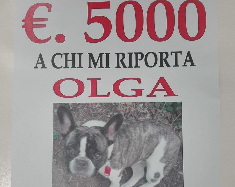 Ricompensa di 5mila euro a chi gli riporta il cane: tutti in cerca di Olga