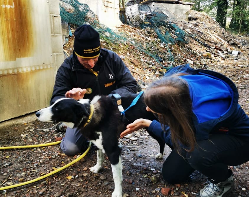 Lo studio: cosa incide sulle performance dei cani da ricerca che spesso ci salvano la vita in situazioni estreme?