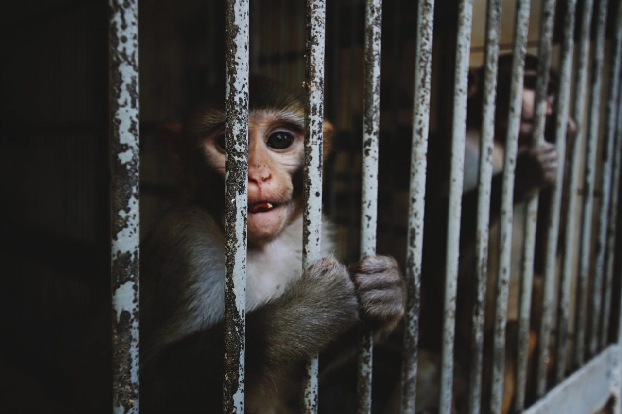 Esperimento sui macachi giudicato troppo crudele: il Consiglio di Stato appoggia gli animalisti