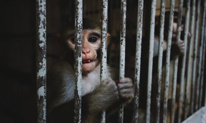 Esperimento sui macachi giudicato troppo crudele: il Consiglio di Stato appoggia gli animalisti