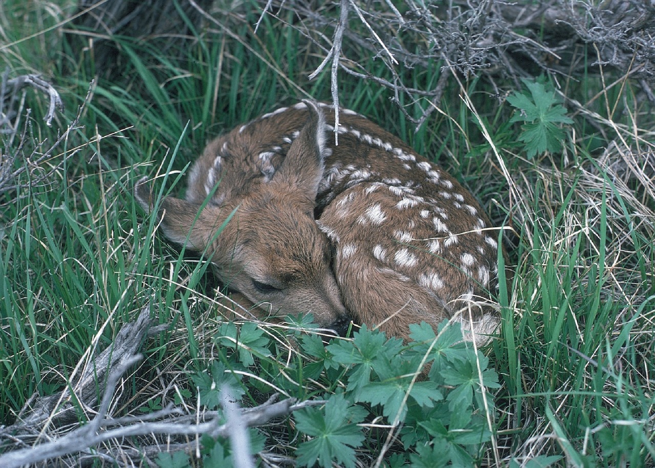 Cerbiatto veglia mamma cerva per tutta la notte: colpita a morte da un bracconiere