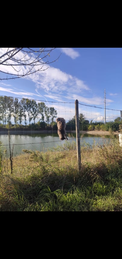Gatto ucciso e appeso a penzoloni nella rete del laghetto