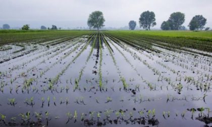 I danni all'agricoltura (e all'economia) dopo l'alluvione: la situazione nel Torinese