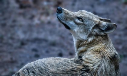 Europarlamentare e produttore di munizioni vuol risolvere il problema dei lupi... abbattendoli
