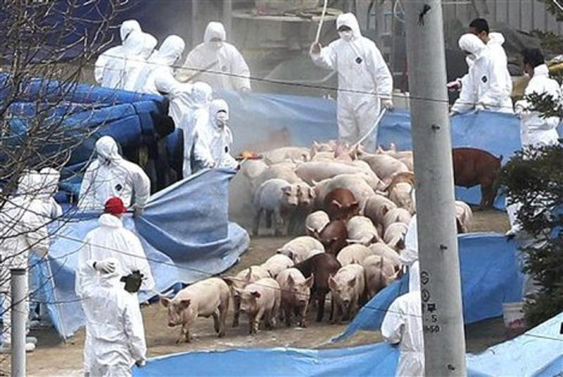 Peste suina in Germania: dall’Italia si chiede lo stop delle importazioni