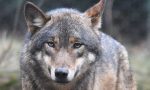 Emergenza lupi: il bando della Regione a sostegno degli allevatori piemontesi