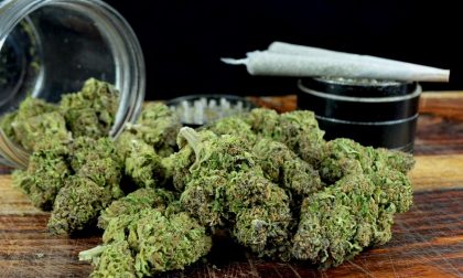 Sul mercato della droga torinese c'è la nuova e più pericolosa marijuana Pinaca