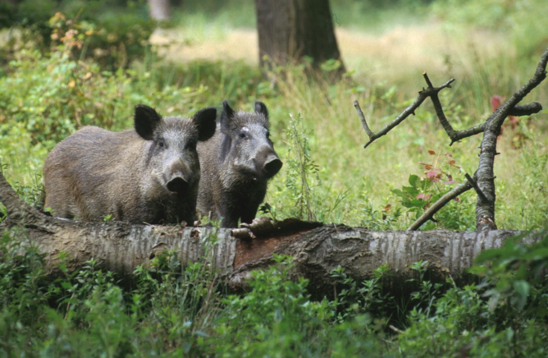 E’ emergenza cinghiali e lui portava loro da mangiare nel bosco… denunciato