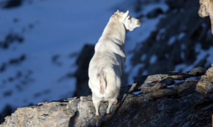 La foto della misteriosa capra-stambecco avvistata in Val Susa
