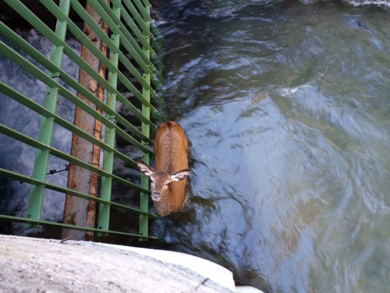 Salvato un giovane cervo caduto in un canale