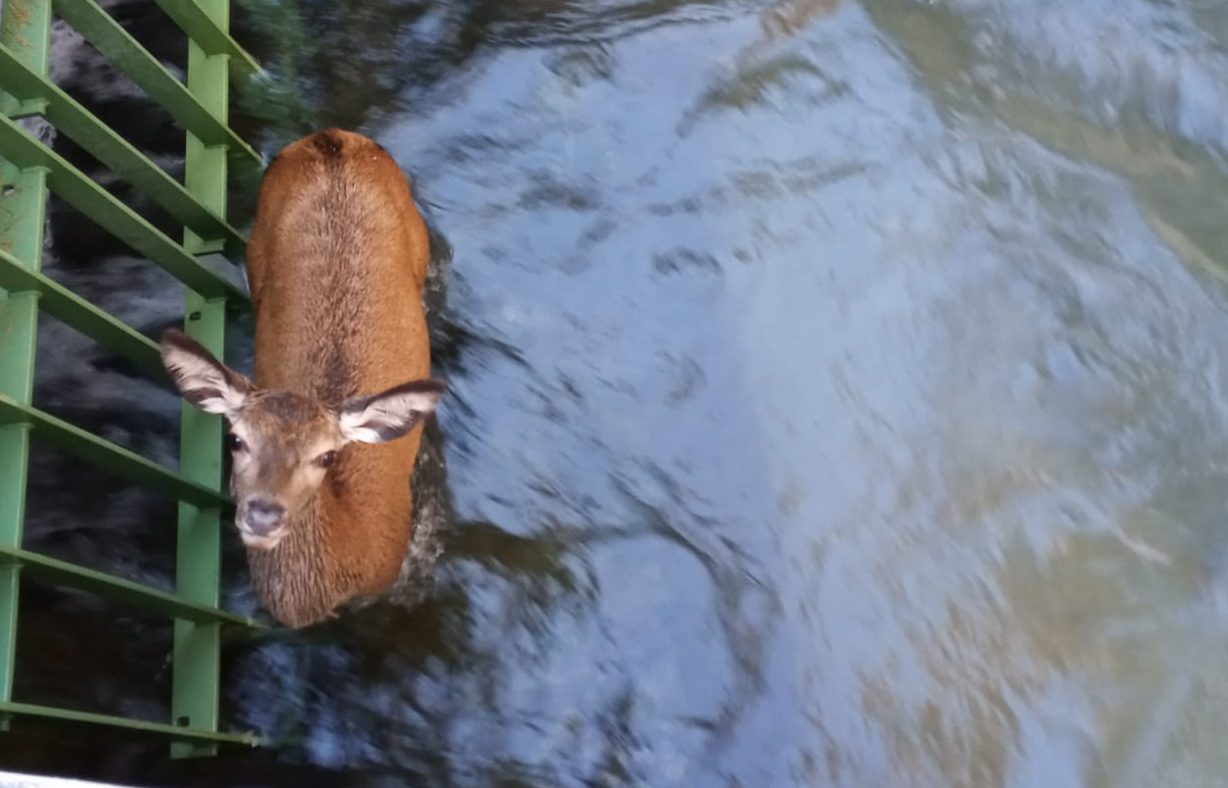 Salvato un giovane cervo caduto in un canale