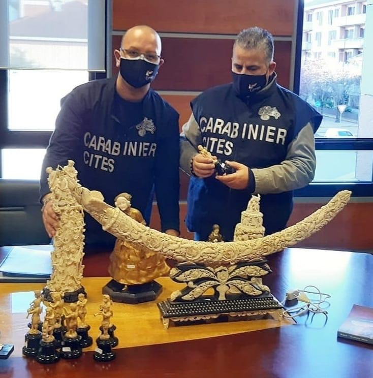 Avorio proibito: il business che non passa mai di moda
