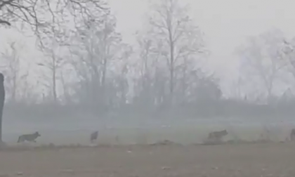 Il video del branco di 8 lupi avvistato nell’Alessandrino