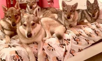 Pioggia di richieste di affidamento per i cinque cani lupo cecoslovacchi che sbranarono una donna