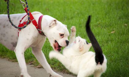 Un gatto provoca e affronta due pitbull… che poi se lo sbranano
