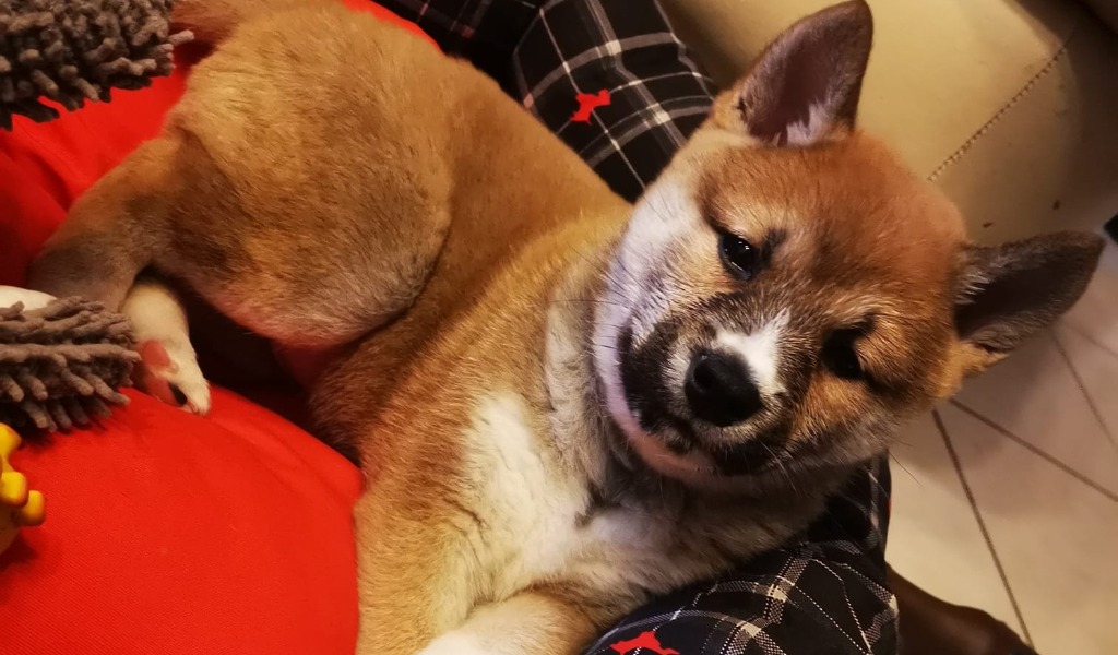 Cucciolo muore dopo l’acquisto: l’ennesima vittima del “racket dei cani”