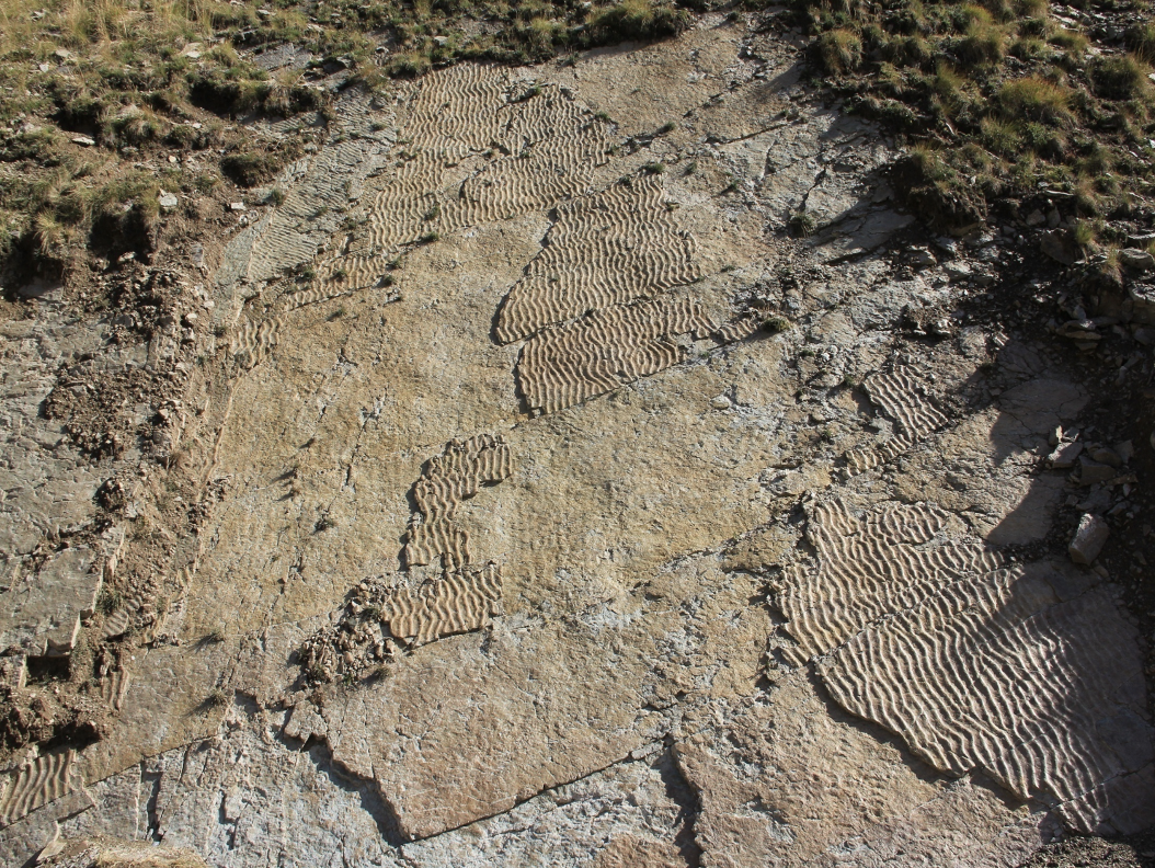 Nell’area delle impronte sono frequenti i “ripple marks” tracce di moto ondoso lasciate circa 250 milioni di anni fa su un fango sabbioso ora diventato roccia - Foto di Enrico Collo