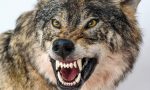 Pecora sbranata dai lupi: terrore in val Sangone